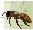 Bee Anatomy
