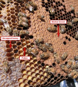 How to identify worker brood