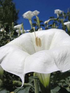 Jimsonweed/datura in my backyard