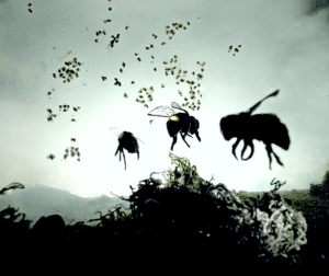 Vanishing of the Bees