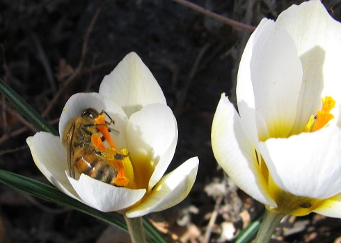 Gathering crocus pollen