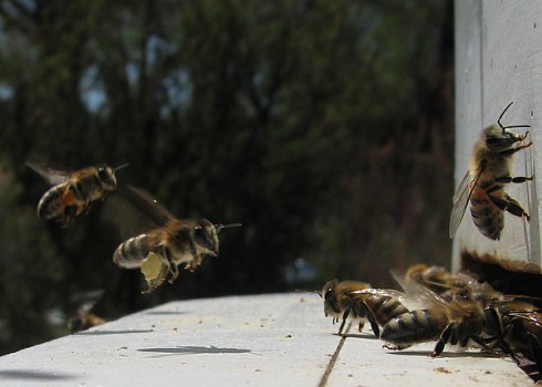 The last bee bears the coral-red pollen from gopher spurge