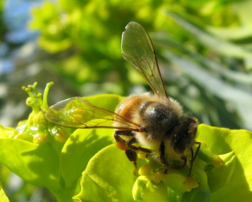 Honeybee collecting pollen from gopher spurge