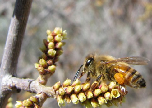 Gathering nectar and pollen from three-leaf sumac