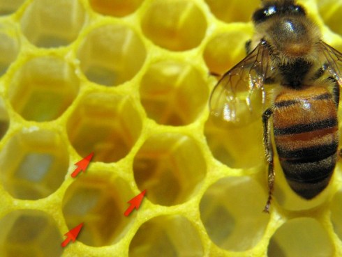 Arrows indicate freshly-lain eggs