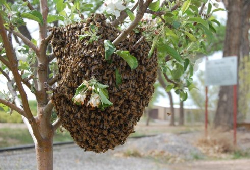 biopark-bee-swarm Photo by Erik Andersen, courtesy of ABQ BioPark. This photo was taken on Monday, April 27, 2009. The swarm has now moved on.