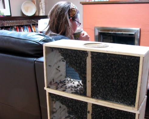 img_2484 20,000 bees waiting in my living room