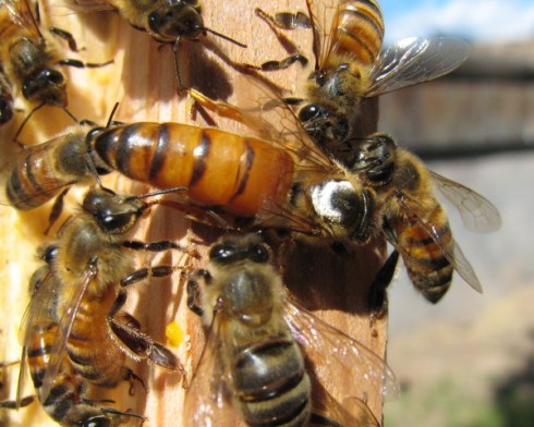 Queen of the Polski Hive