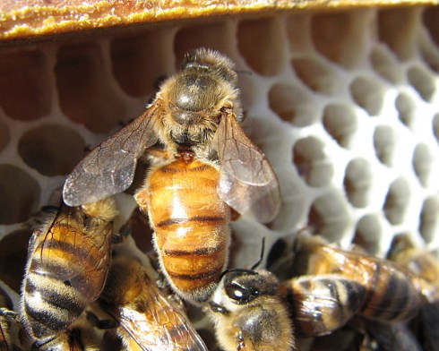 A virgin queen in the Kerry Hive