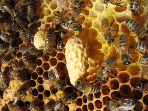img_2590 Queen cup (left) and capped supercedure cell (right), both built in the middle of the comb.