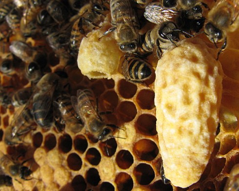Queen cup (left) and capped supercedure cell (right)