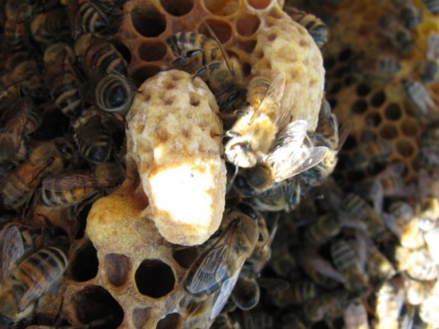 img_2597 2 capped swarm cells, built on the edge of the comb