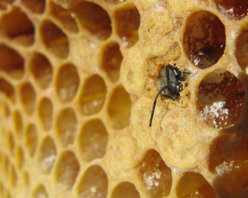 Baby worker bee hatching. (White powder is confectioner's sugar we dusted on the comb.)