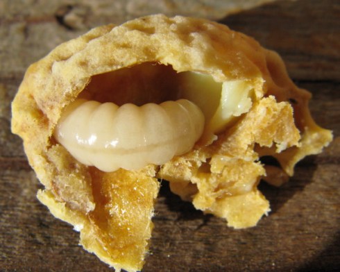 Queen larva, head in a pool of royal jelly