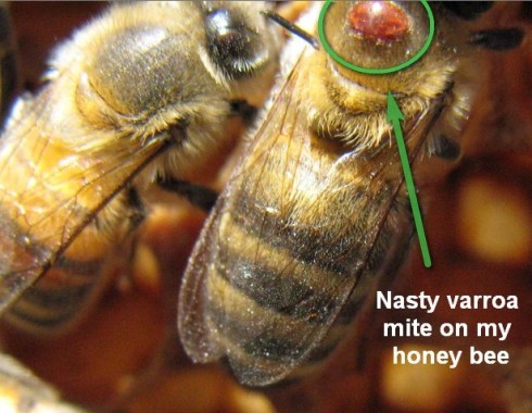varroa-bee1 Nasty little varroa parasite on my bee
