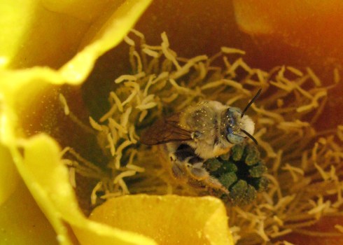 One very blissed-out cactus bee
