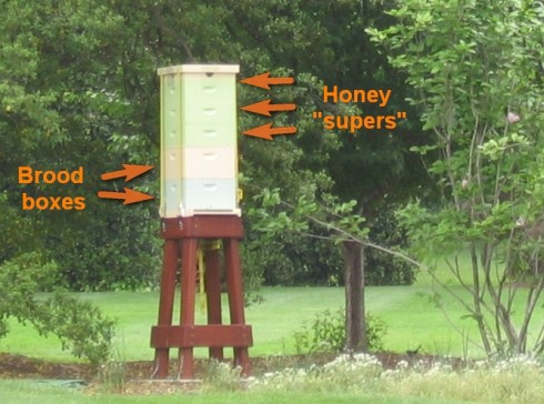 Some notes on the White House beehive