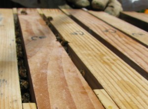 We added spacers between the top bars at the back of the hive
