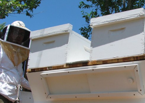 Place the super on top of the newly-spaced bars. Note, the top super is there just to balance the cover we'll place up top.