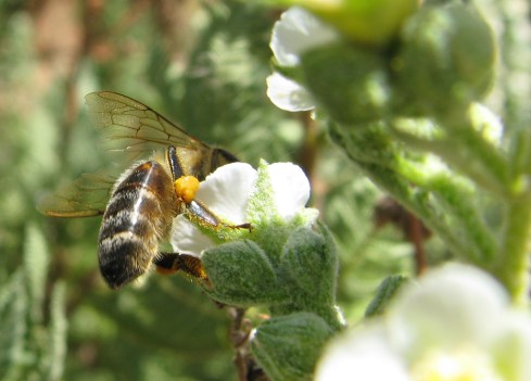 Gathering pollen from the fernbush