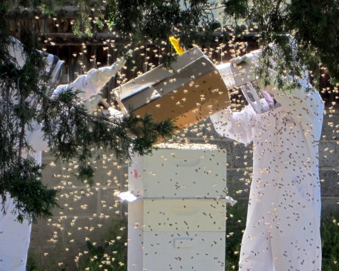 Shaking bees into a hive