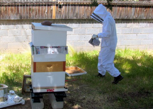 Day 1: Combine hives separated by 1 layer of newspaper