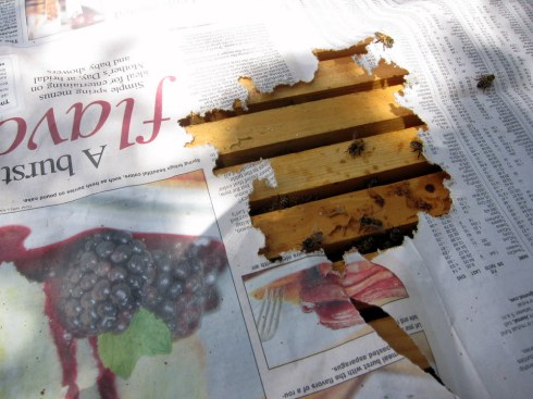 Day 3: Hives have chewed through the paper and combined, hopefully painlessly.